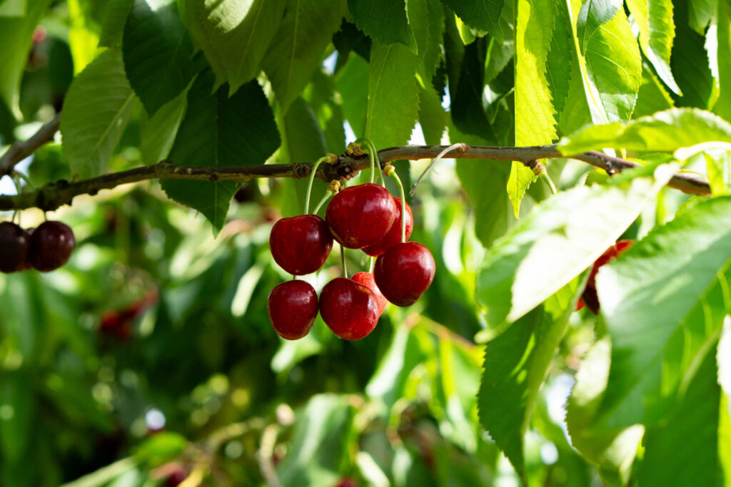 cerises françaises, fruits locaux français